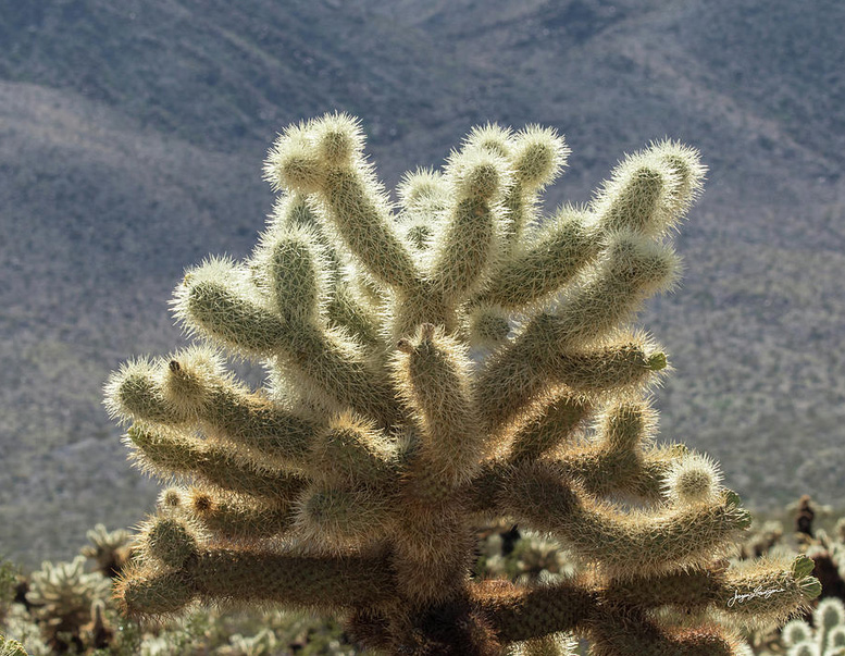 cholla.jpg